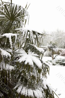 Snowy Palm