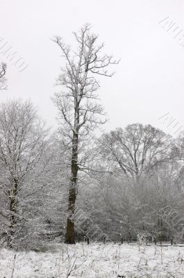 Snow on trees