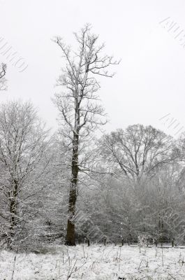 Snow on trees