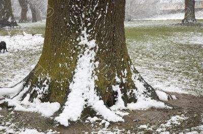 Snow on a tree trunk