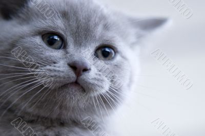 British little blue kitten