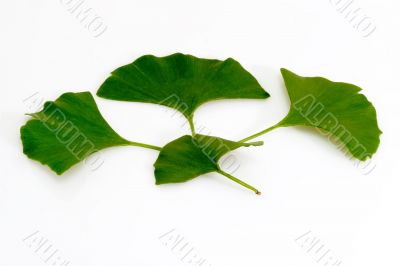 Ginkgo biloba leafs
