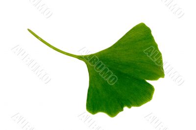 Ginkgo biloba leaf