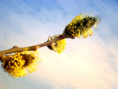 pussy willow pussy willow