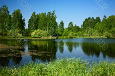 Pond,birches