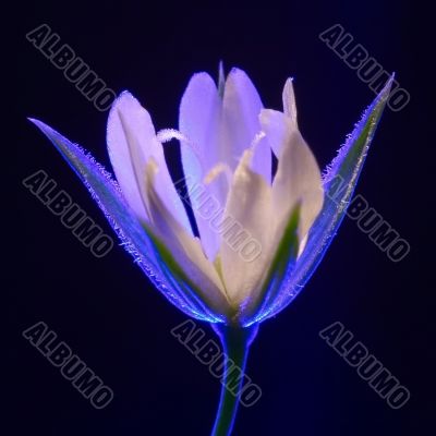 Illusory flower Illusory flower
