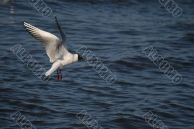 seagull is in flight and blue water seagull is in flight and blue water