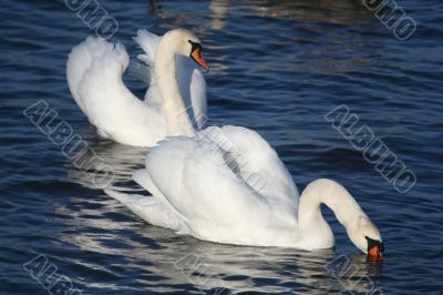 Graceful couple of white swans on a water of lake