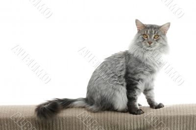 maine coon cat isolated