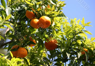Branch of orange tree