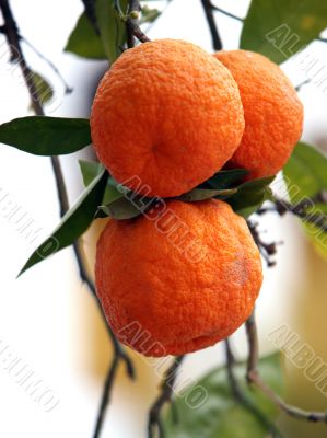 Branch of orange tree
