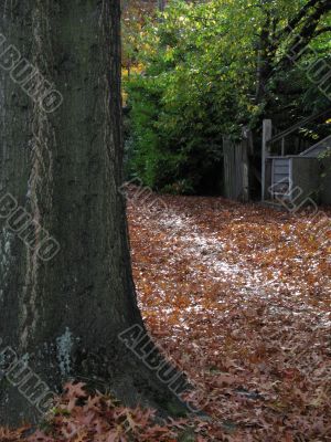 fall leaves covering the ground