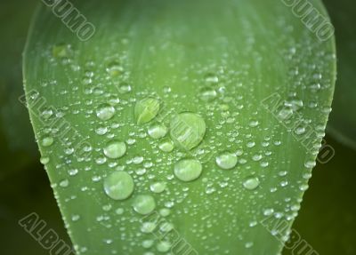 Water drops Water drops