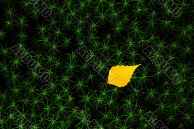 Autumn leaf on green stars