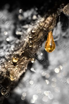 Amber tear Amber tear