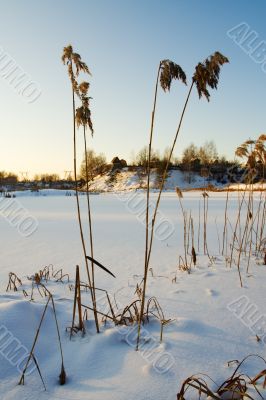 Winter, sunset, reed