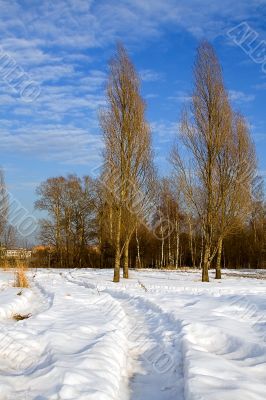 Winter, snow, pathway, poplars Winter, snow, pathway, poplars