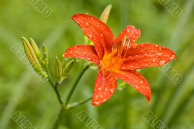 Water drops on red lily Water drops on red lily