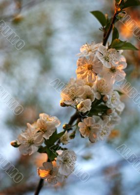 Flower of cherry
