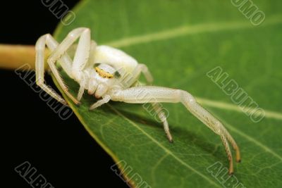 Extreme closeup of a spider on a leaf Extreme closeup of a spider on a leaf