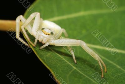 Extreme closeup of a spider on a leaf