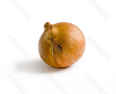 Onion with shadow on white background Onion with shadow on white background