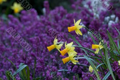 Yellow Narcissus