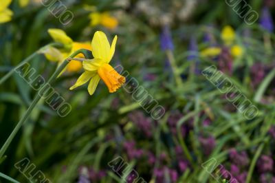 Yellow narcissus