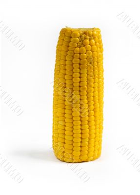 Corn cob on a white background Corn cob on a white background