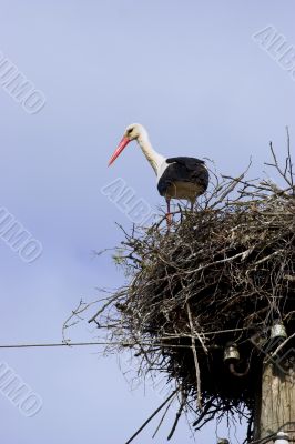 White Stork in nest White Stork in nest