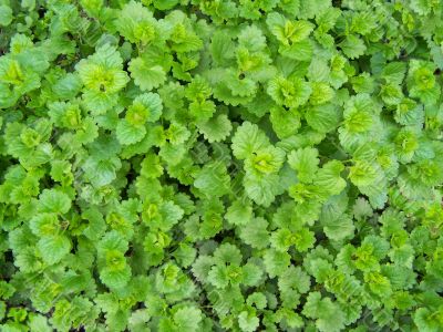 Dead-nettle Dead-nettle