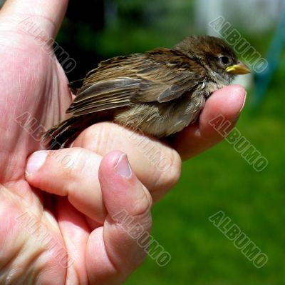 bird in hand