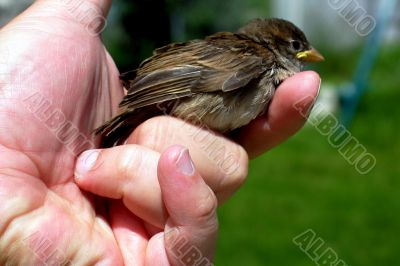 bird in hand