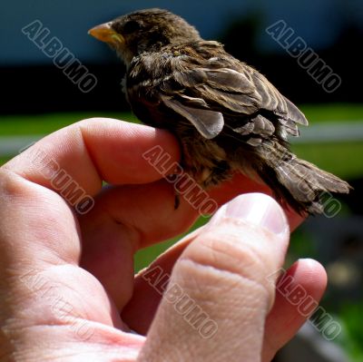 bird in hand