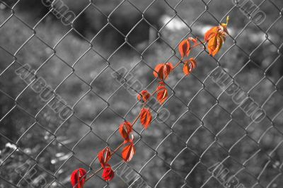 Leaves of grapes on wire mesh
