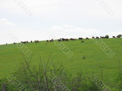 Cows on a meadow