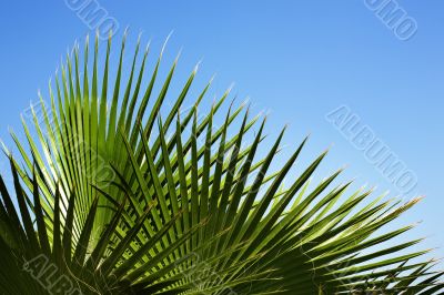 Palm`s pattern