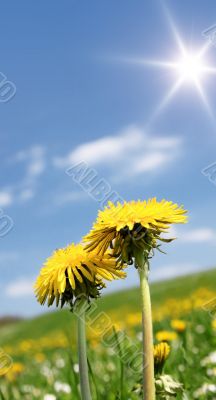 dandelion