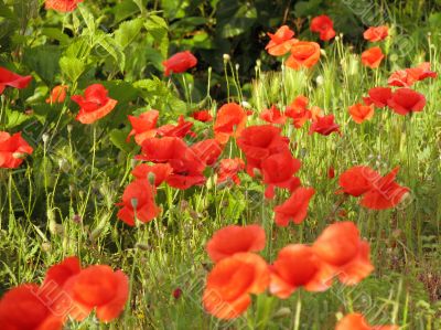 poppy