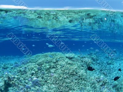 Coral Reef With Fish