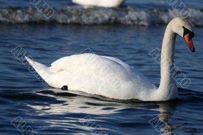 Graceful white swan on a water of lake