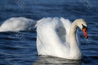 Graceful white swan on a water of lake