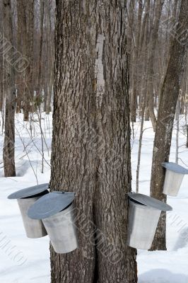 Maple syrup production, springtime