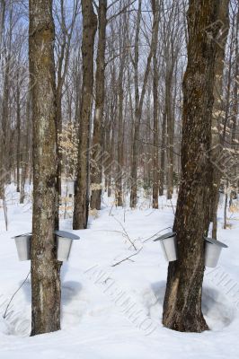 Forest in springtime during maple syrup season Forest in springtime during maple syrup season