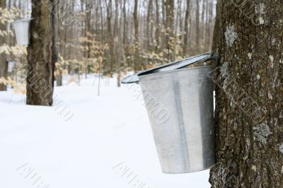Droplet of maple sap falling into a pail Droplet of maple sap falling into a pail