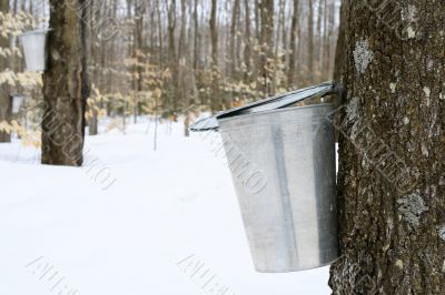 Droplet of maple sap falling into a pail