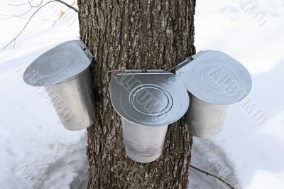 Pails on a maple tree for collecting sap Pails on a maple tree for collecting sap