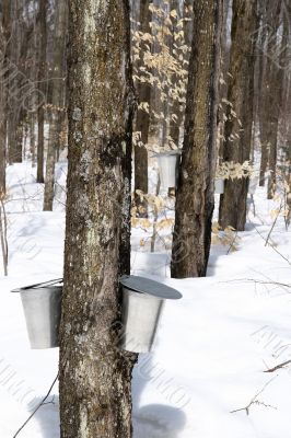Spring forest during maple syrup season