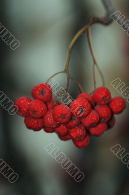 cluster of rowanberry