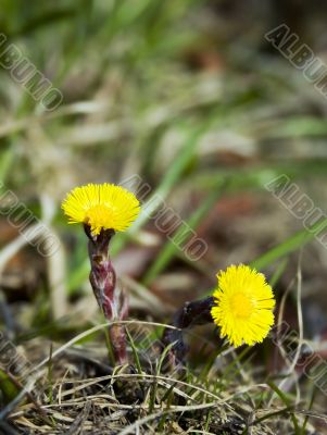 The first spring flowers close up